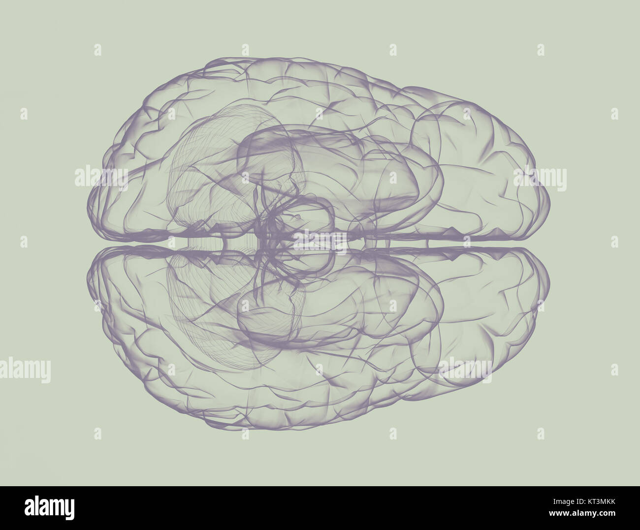 Menschliche Gehirn - Ansicht von oben 3D-Render isoliert auf weißem Stockfoto