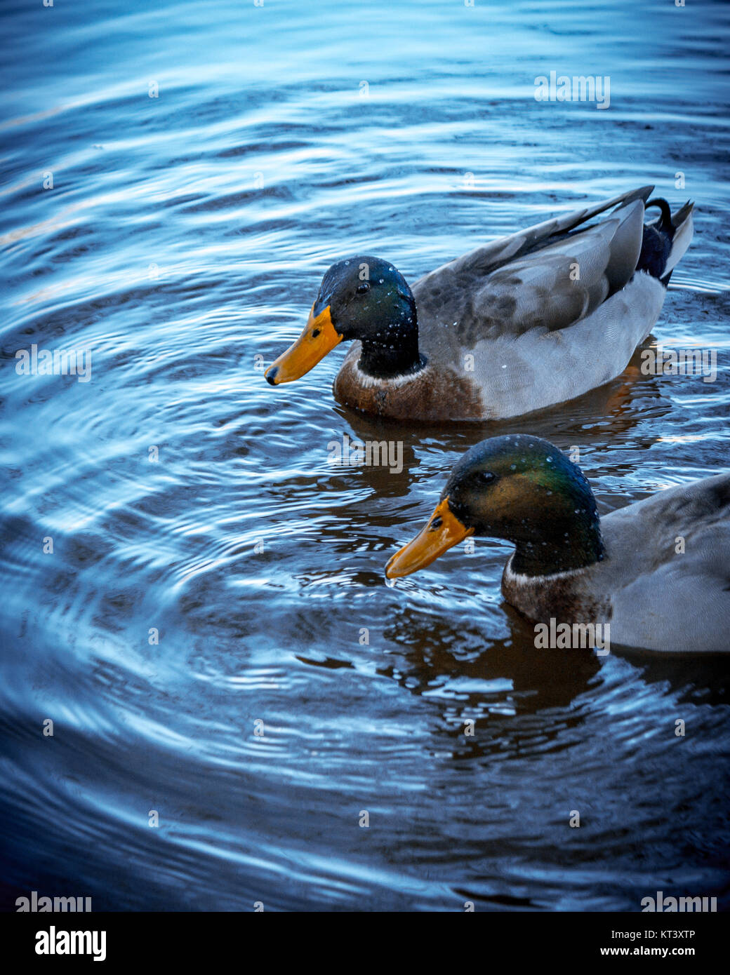 Enten in einem Teich schwimmen Stockfoto