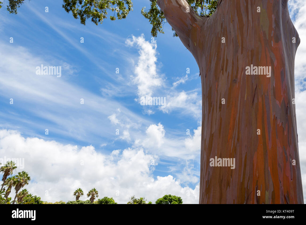 Stamm eines Eukalyptus deglupta Baum in Oahu, Hawaii zeigt die typische  Schälen der Rinde, grünes Holz, unter denen Änderungen Farben durch eine ra  Stockfotografie - Alamy