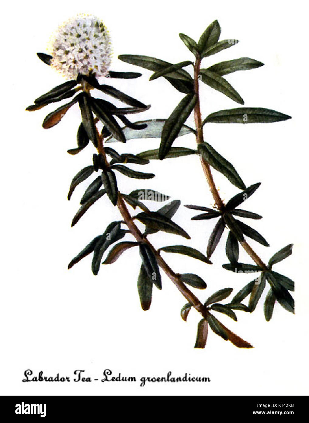 Ledum groenlandicum-2 von Mary Vaux Walcott zeigt die Pflanze, die allgemein als Labrador Tea bekannt ist. Walcotts botanische Illustrationen sind bekannt für ihre Präzision und lebendige Details. Stockfoto