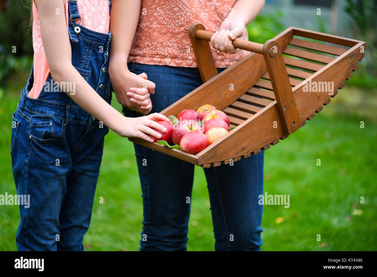 Mutter und Tochter sammeln Äpfel aus biologischem Obst Baum auf einer kleinen Holding, selektiver Fokus und bokeh Hintergrund Anzeige Kopie Raum Stockfoto