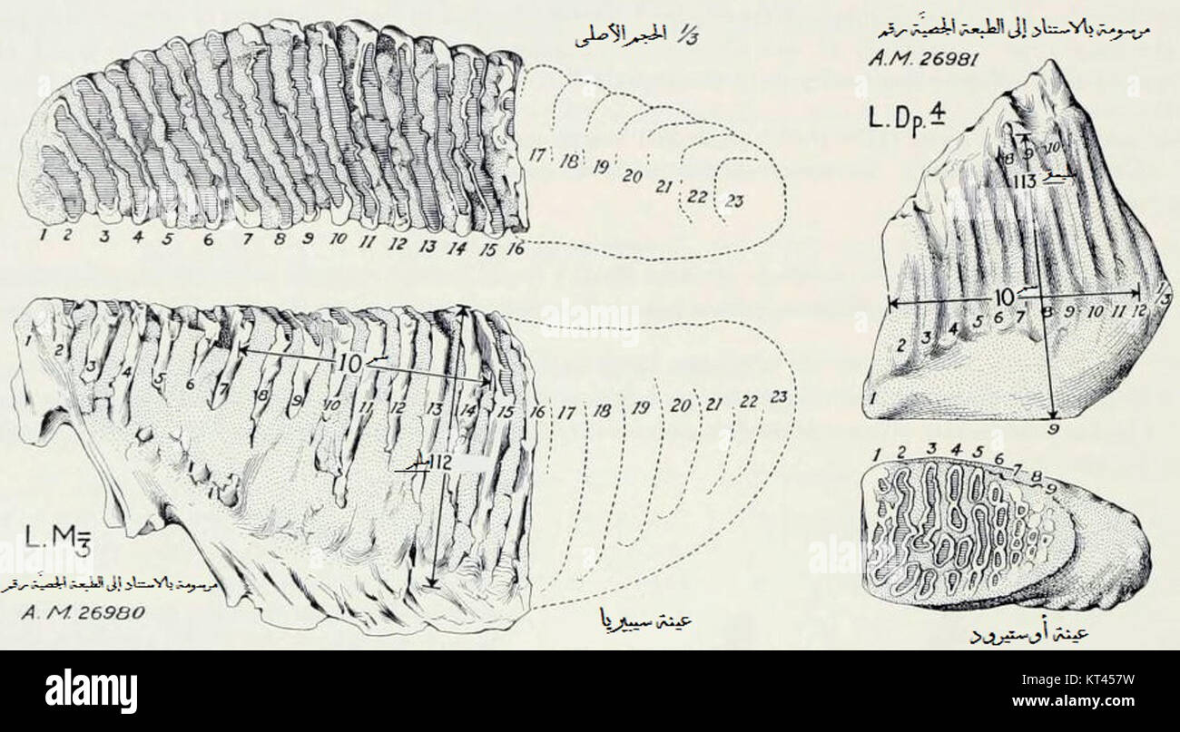 Mammuthus primigenius, allgemein bekannt als Wollmammut, ist eine Art von Mammut, die einst während des Pleistozäns durch die nördlichen Teile Nordamerikas, Europas und Asiens zog. Stockfoto