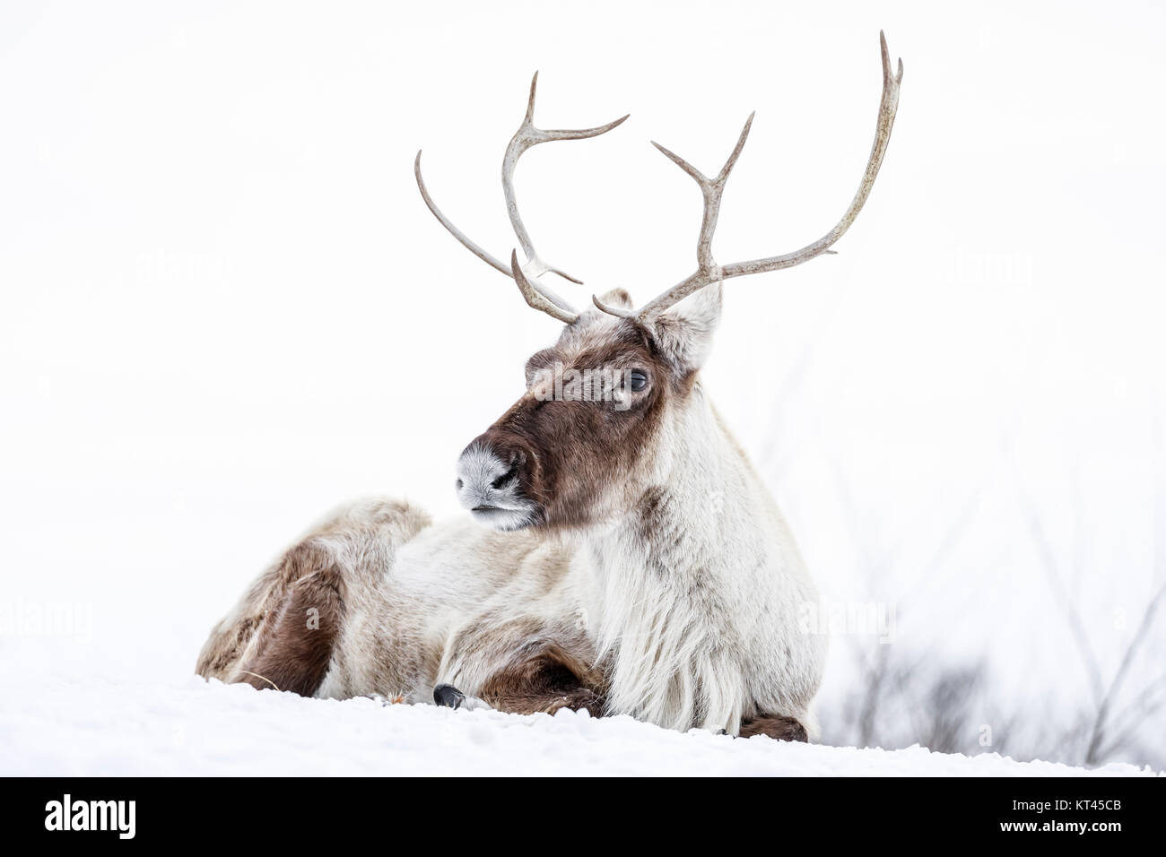 Rentier, auch die borealen Wälder Caribou in Nordamerika, Rangifer tarandus, Manitoba, Kanada bekannt. Stockfoto