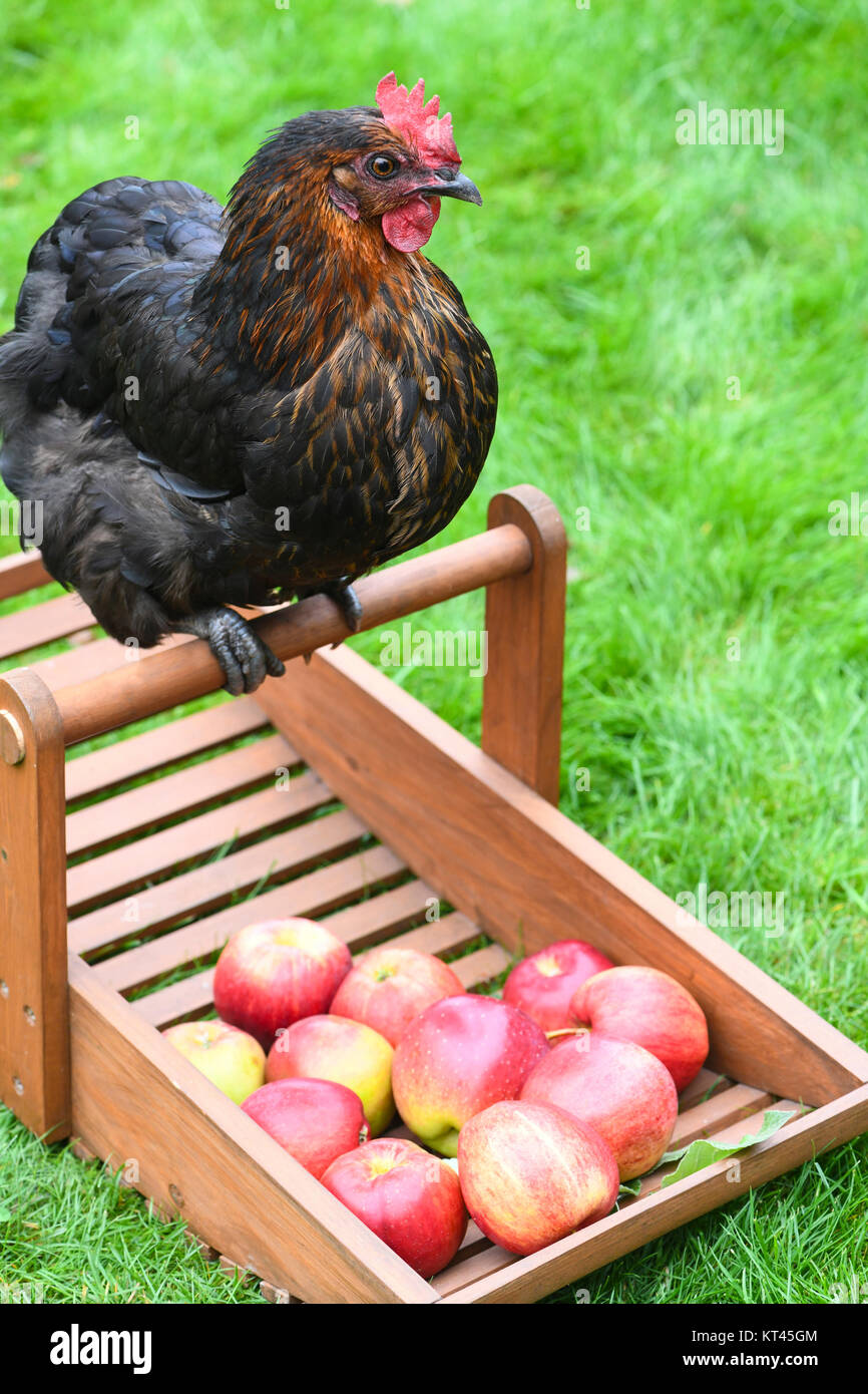 Happy Free Range Huhn saß auf einem Korb von Apple an einem kleinen, grünen Gras im Hintergrund für Text-overlay Stockfoto