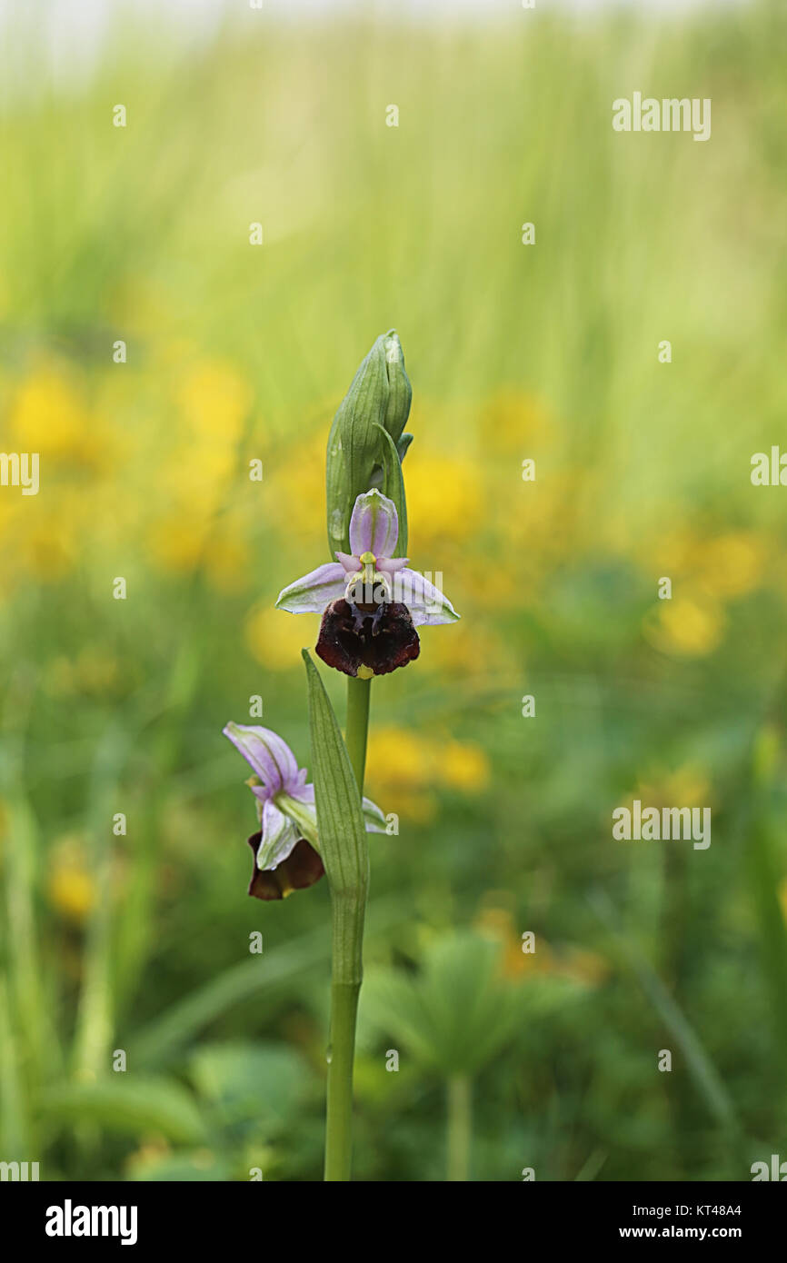 Bumblebee ophrys Holoserica auf kalkmagerwiese Stockfoto