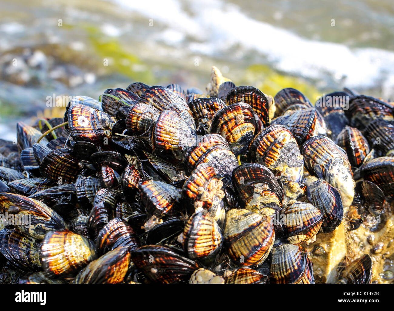 Muscheln, Herzmuscheln, Muscheln, vom Meer gefärbt, Natur Stockfoto