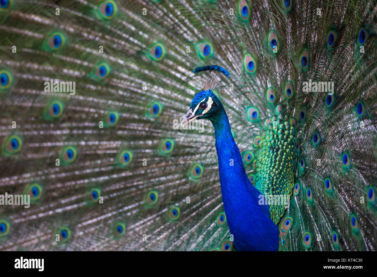 Splendid Pfau mit Federn (Grus japonensis) (flacher DOF Farbe getonte Bild) Stockfoto