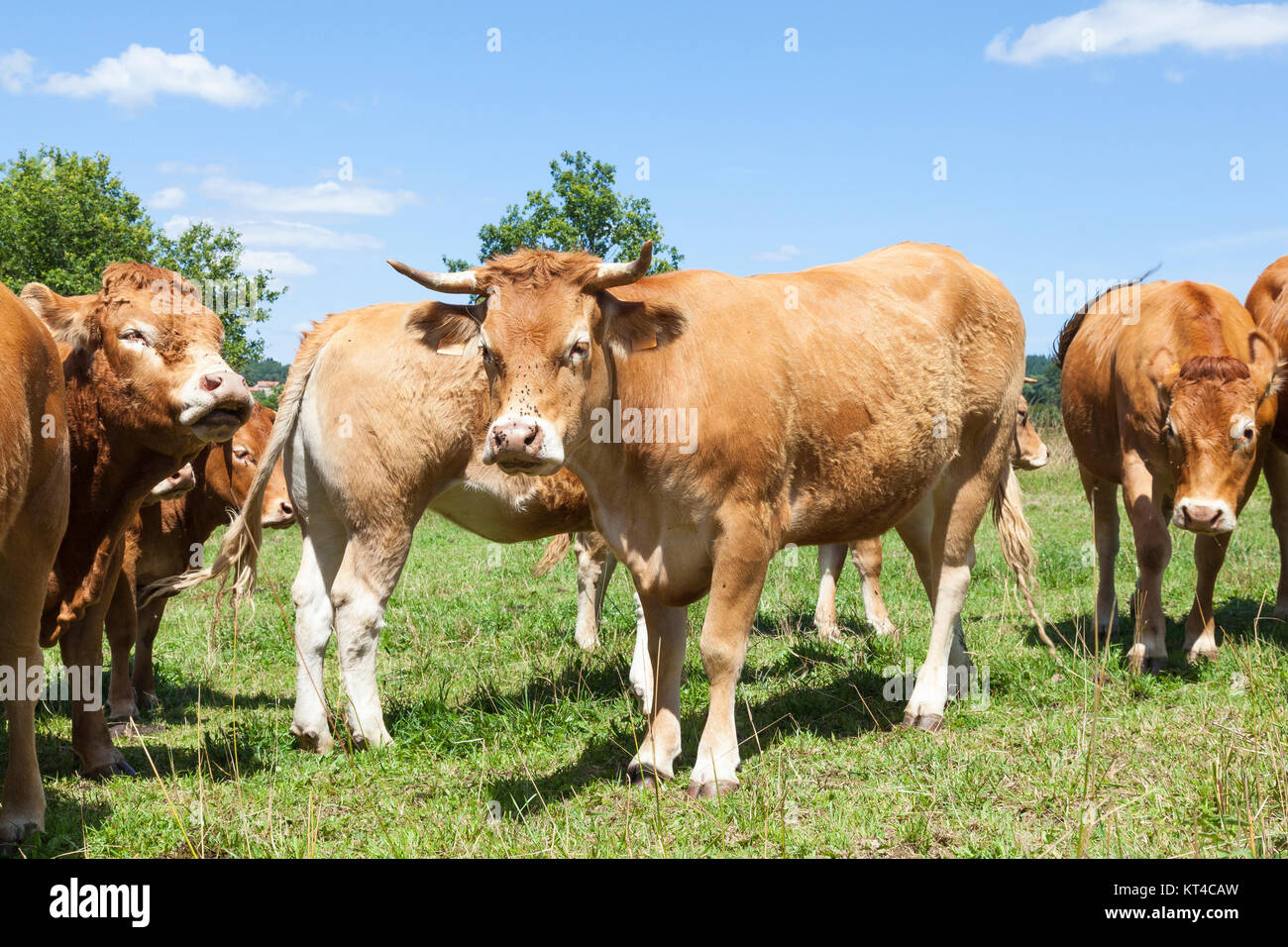 Herde von Limousin Rinder Kühe, Bullen, Kühe im Sommer auf der Weide. Stockfoto