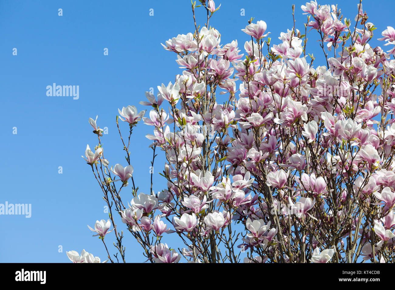 Anzeige der Laubbäume Pink Magnolia x Soulangeana, oder Untertasse Magnolia, Blumen auf dem Baum im Frühjahr Stockfoto