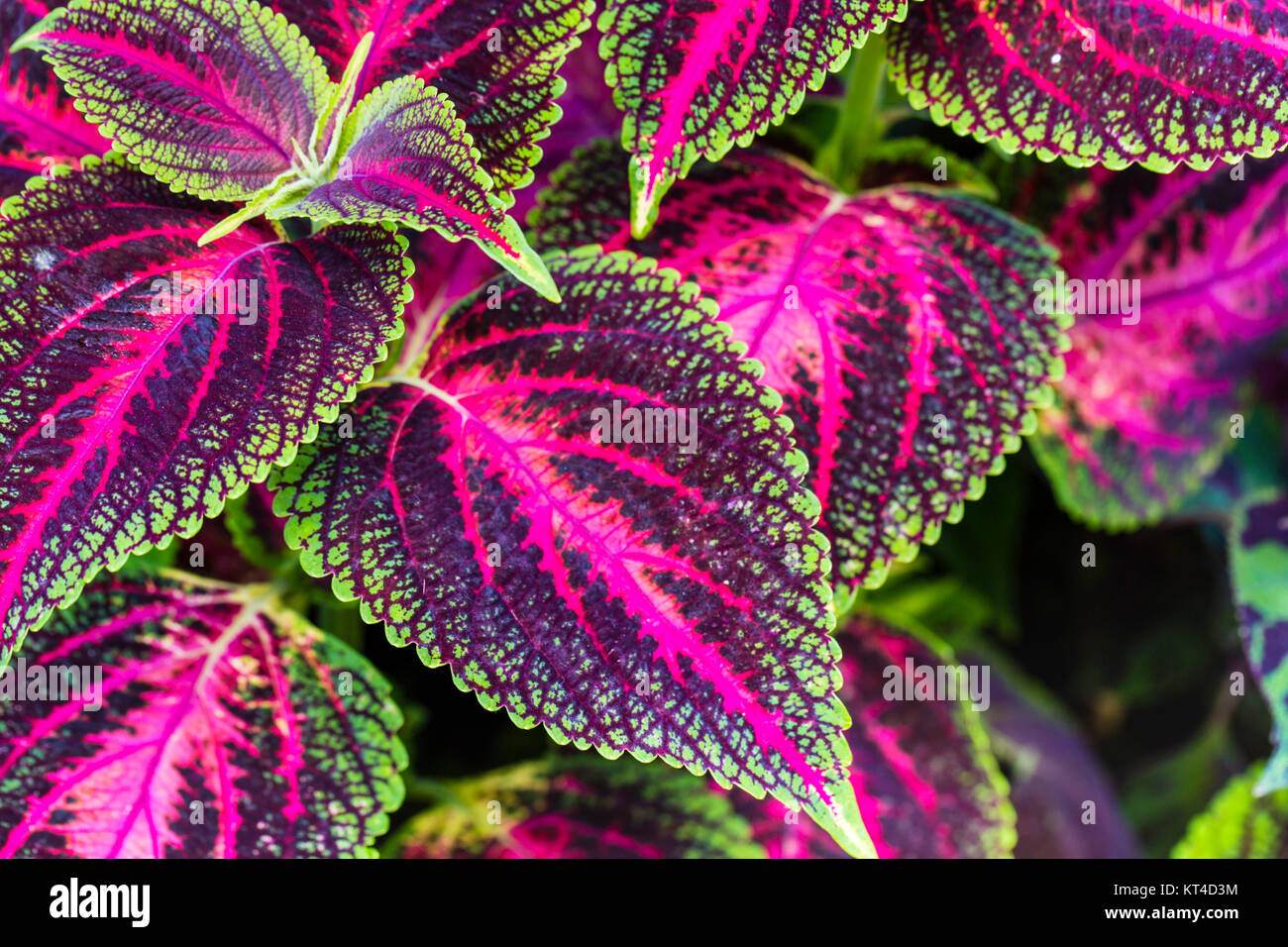 Nahaufnahme von Coleus Blätter (Painted Brennnessel, Flamme Brennnessel) Stockfoto