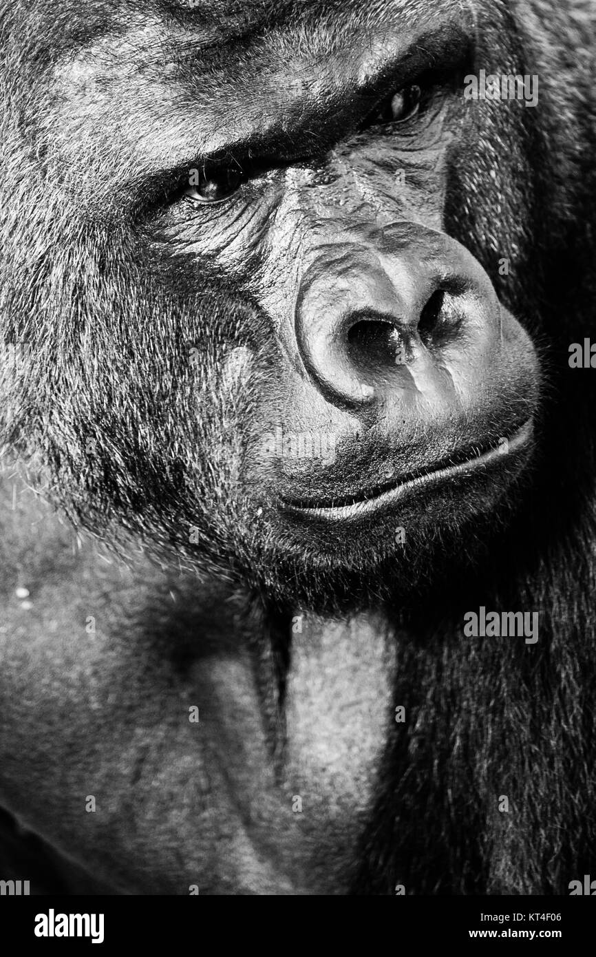 gorilla-wald-schwarzwei-stockfotos-und-bilder-alamy