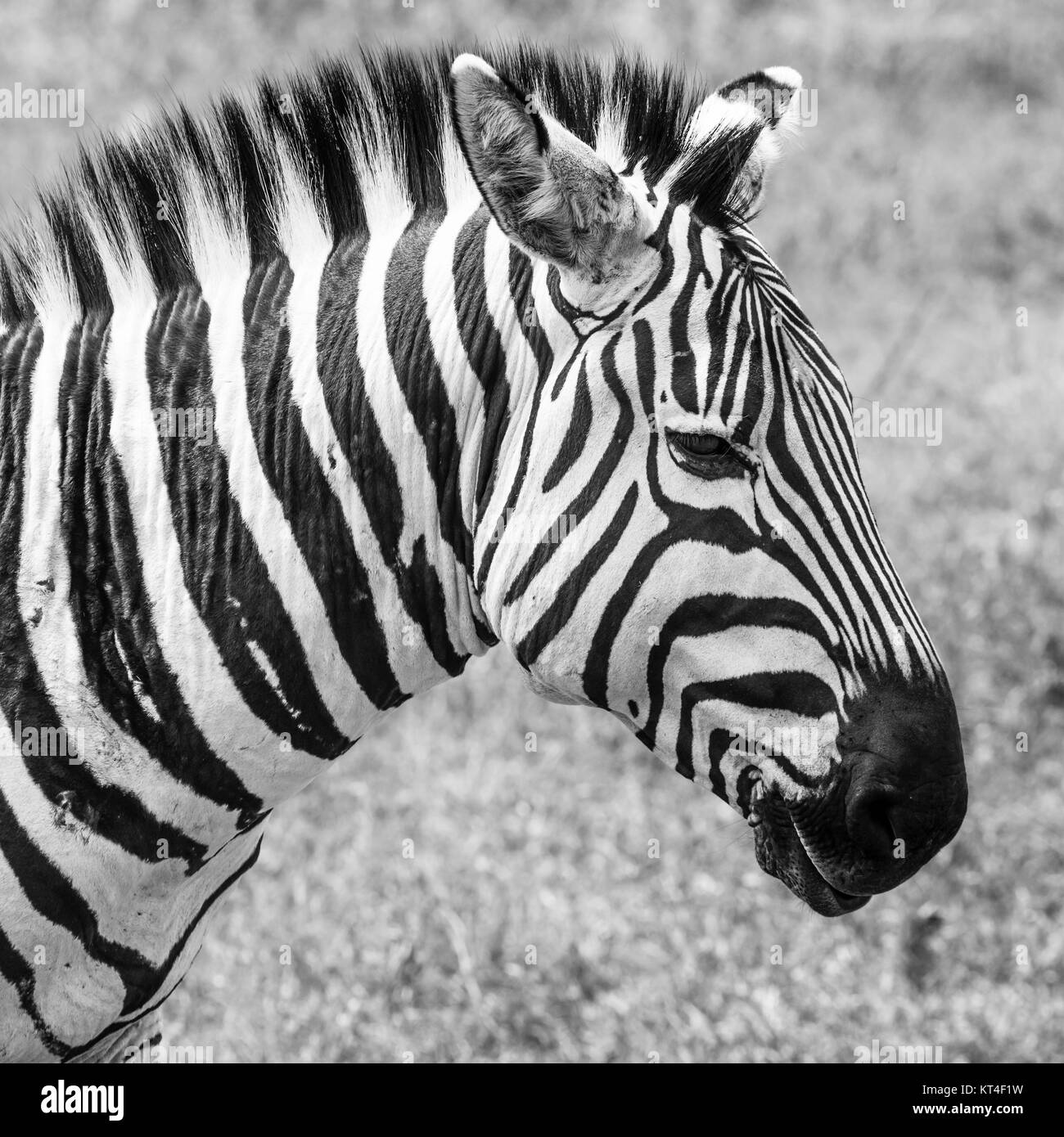 Zebra im Nationalpark. Afrika, Kenia Stockfoto