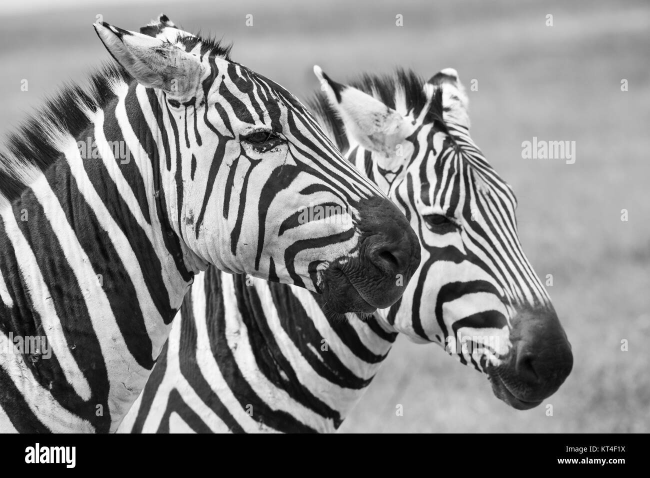 Zebra im Nationalpark. Afrika, Kenia Stockfoto
