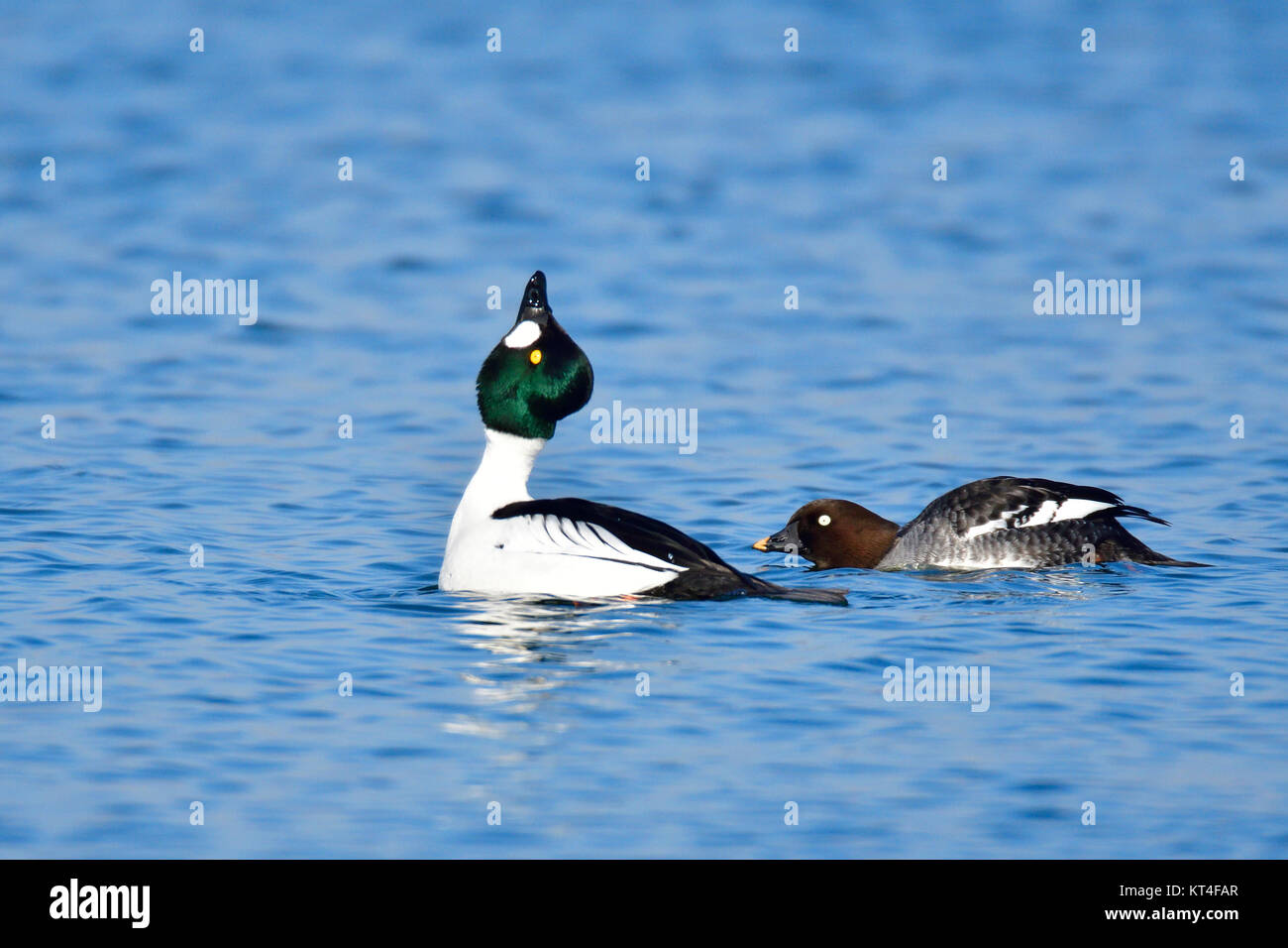 Goldeneye während der umwerbung Stockfoto