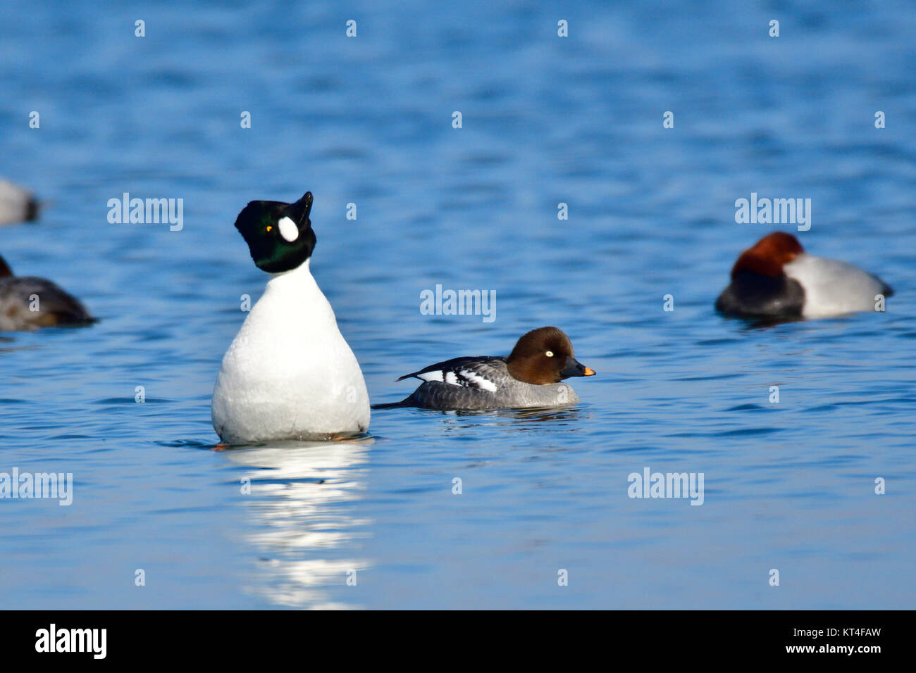 Goldeneye während der umwerbung Stockfoto