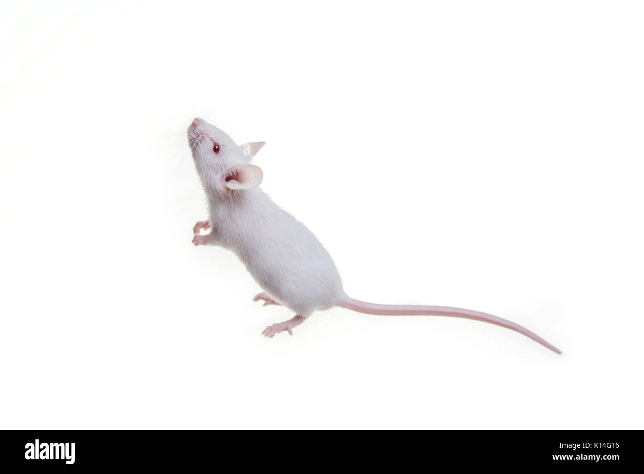 Weiße Maus Stockfoto