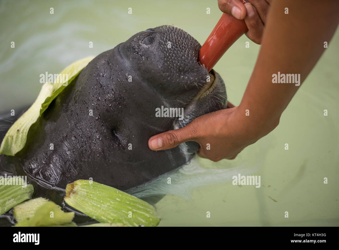 Amazonian Manatee (Trichechus inunguis) Stockfoto