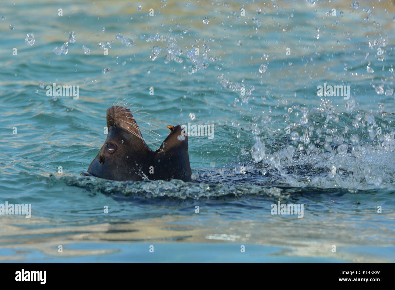 Sea Lion spielen in Wasser Stockfoto