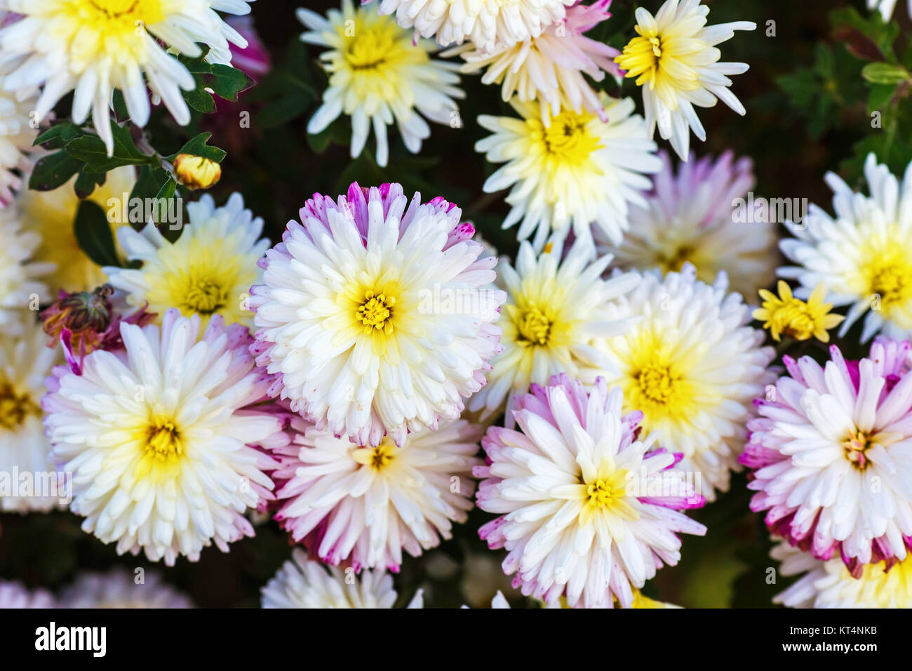 Schöne weiße Blumen Stockfoto