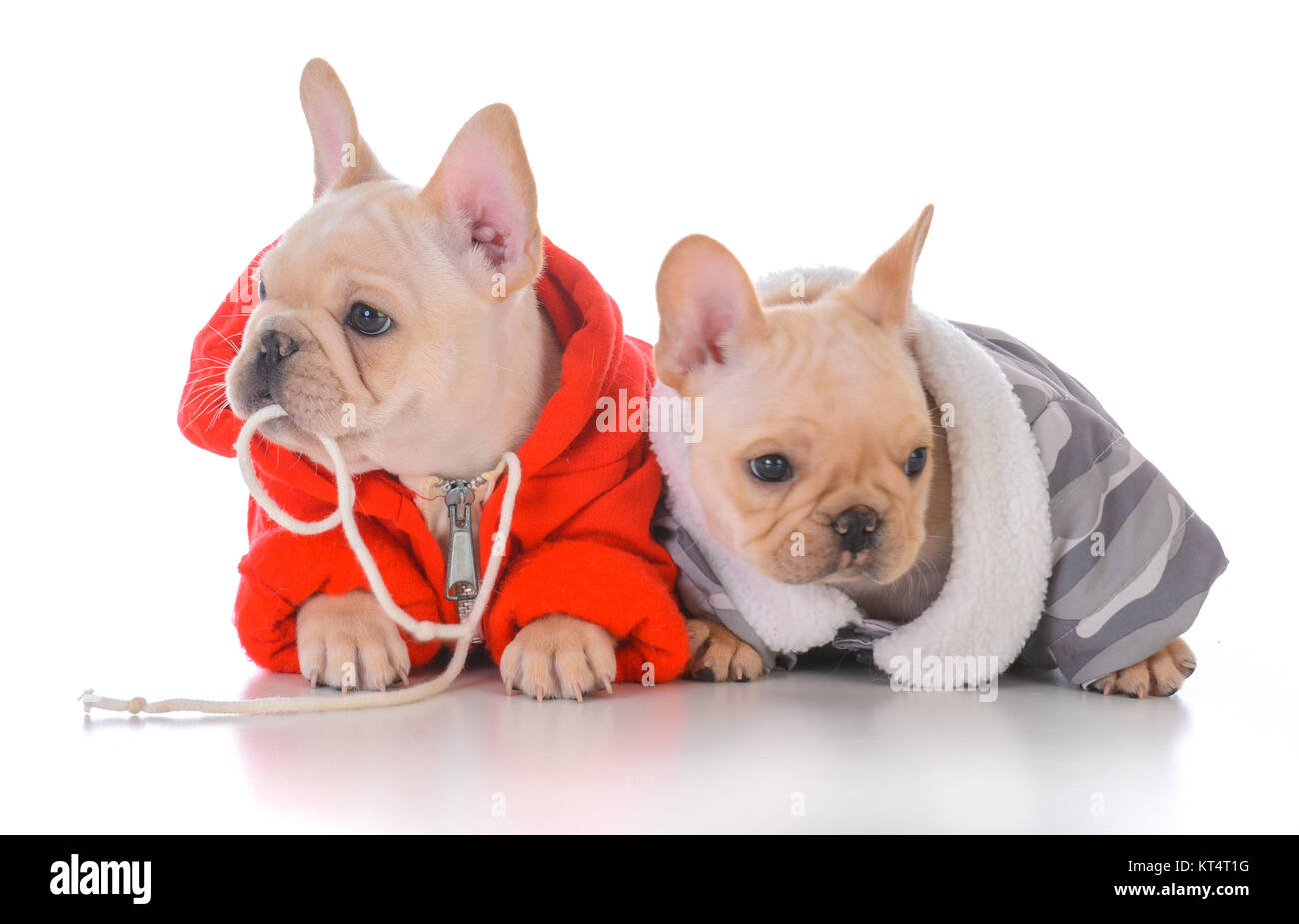 Zwei französische Bulldogge Welpen tragen winter Jacken Stockfoto