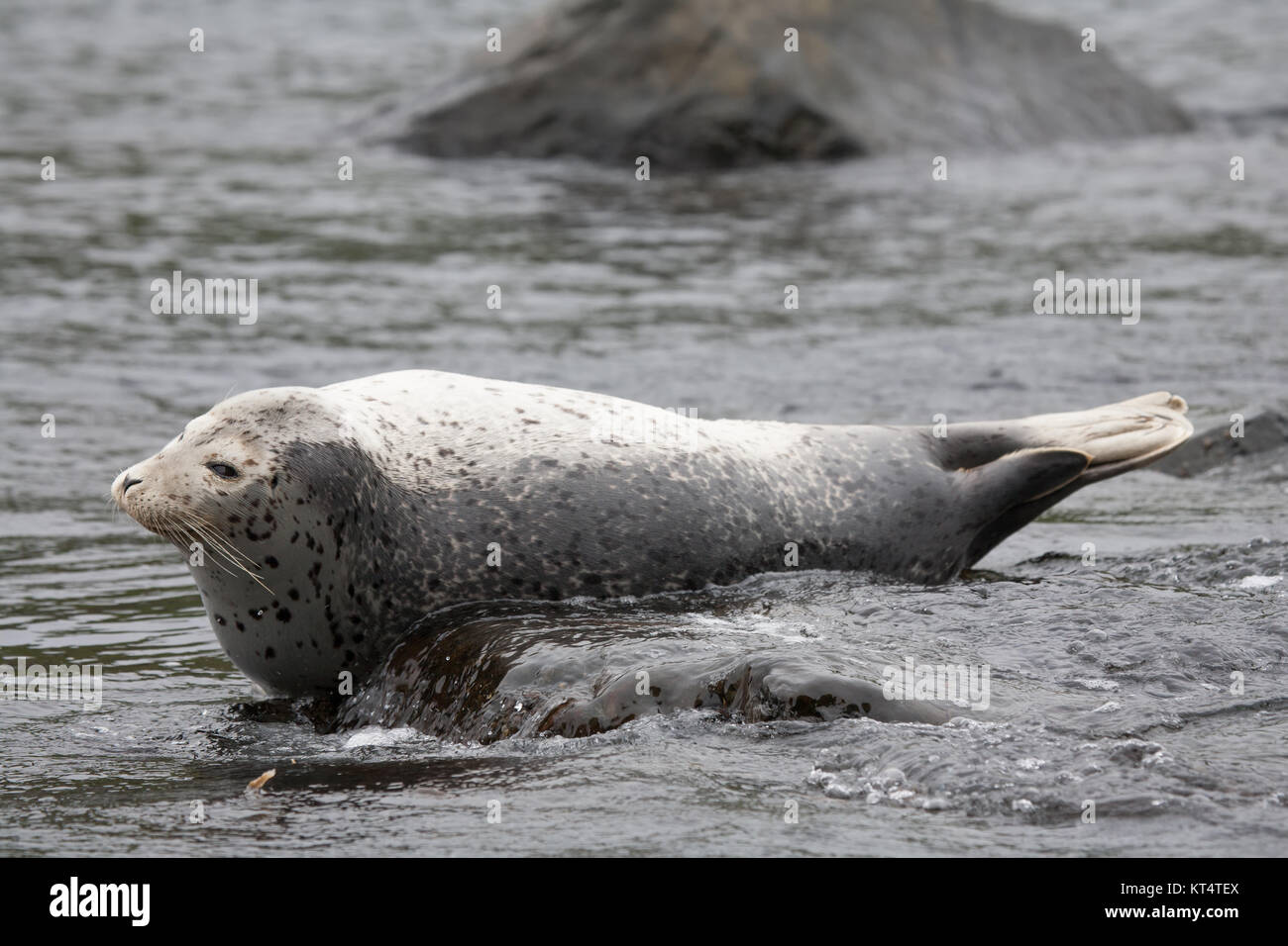 Phoca Largha (Larga Seal, Spotted Seal) Oberfläche Bilder Stockfoto