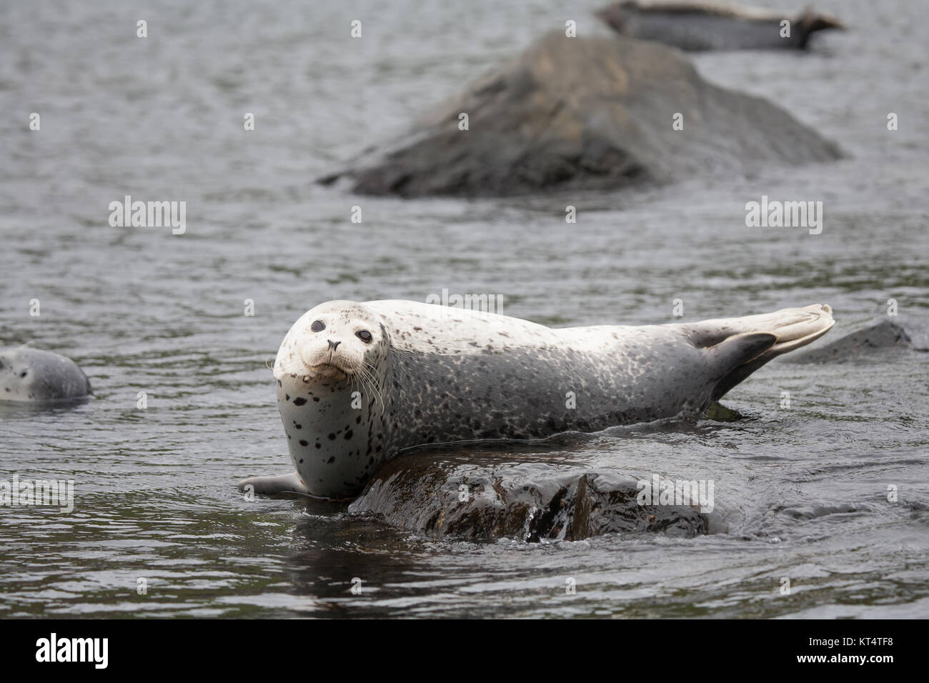 Phoca Largha (Larga Seal, Spotted Seal) Oberfläche Bilder Stockfoto