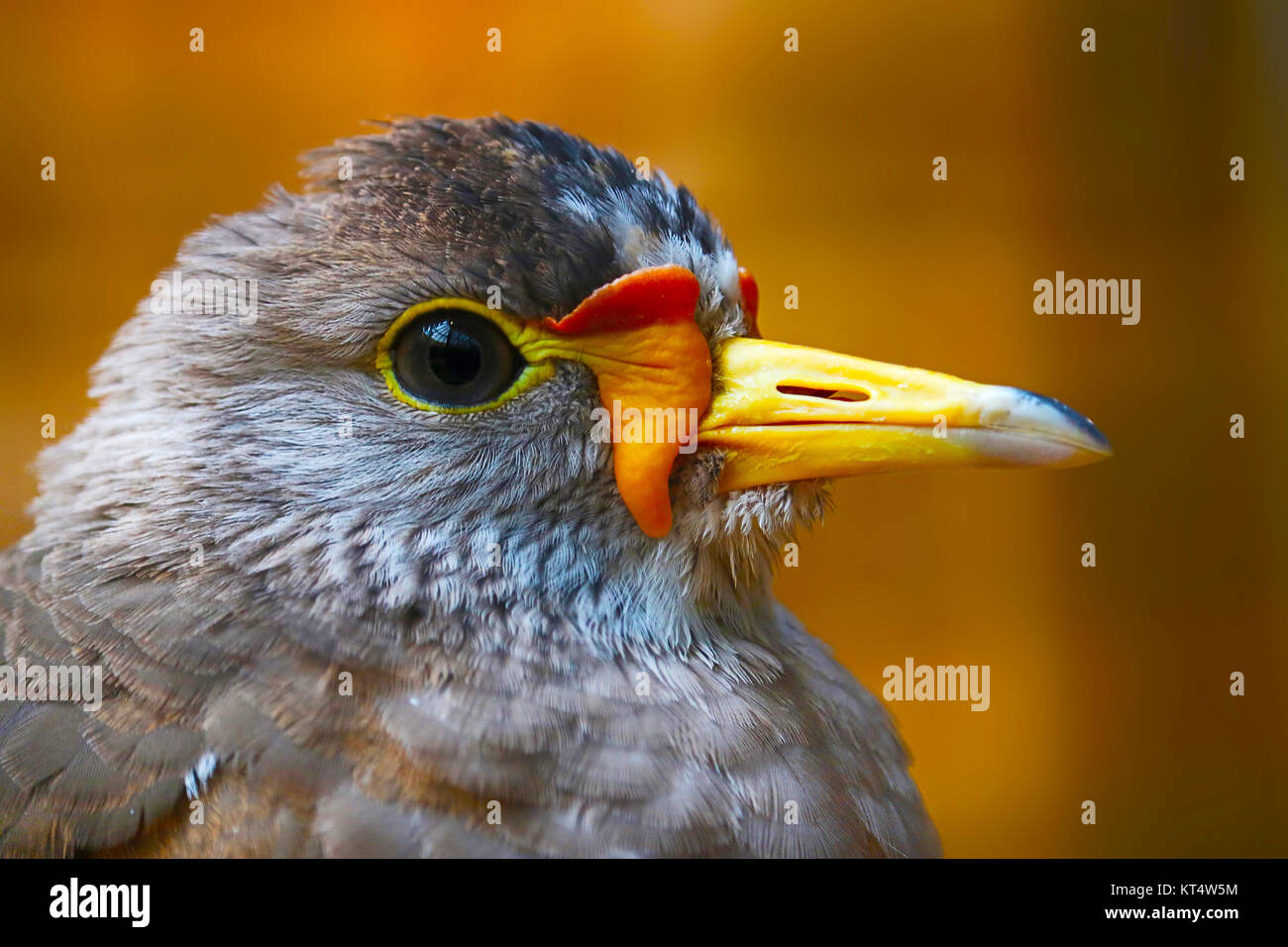 Kopf eines afrikanischen Gelbstirn-blatthühnchen Kiebitz (Vanellus senegallus) im Profil anzeigen Stockfoto