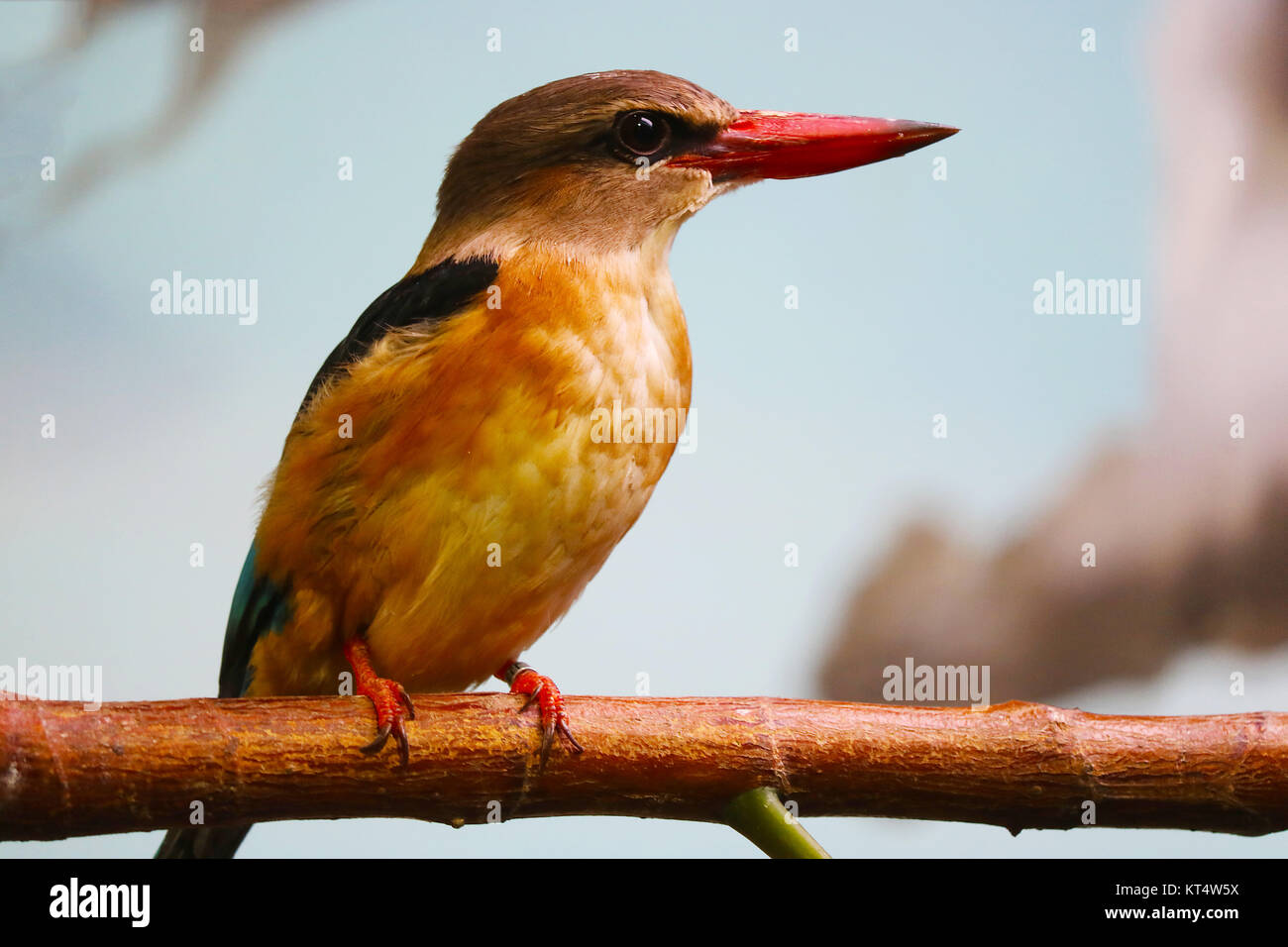 Braun - hooded Kingfisher (Halcyon albiventris) hocken auf einem Zweig vor einem blauen Himmel Stockfoto