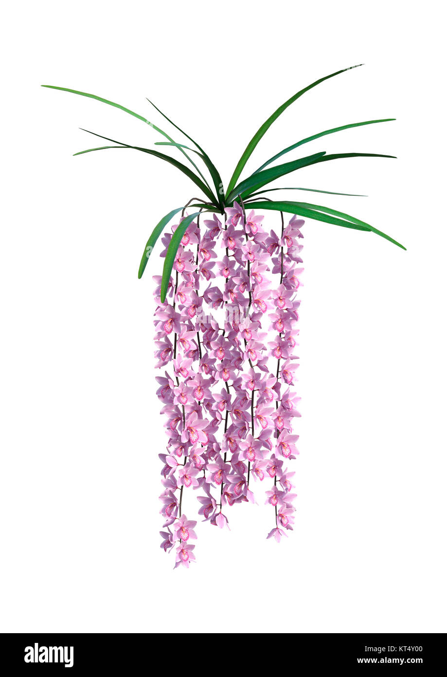 3D-Rendering Wild Orchid Blumen auf Weiß Stockfoto