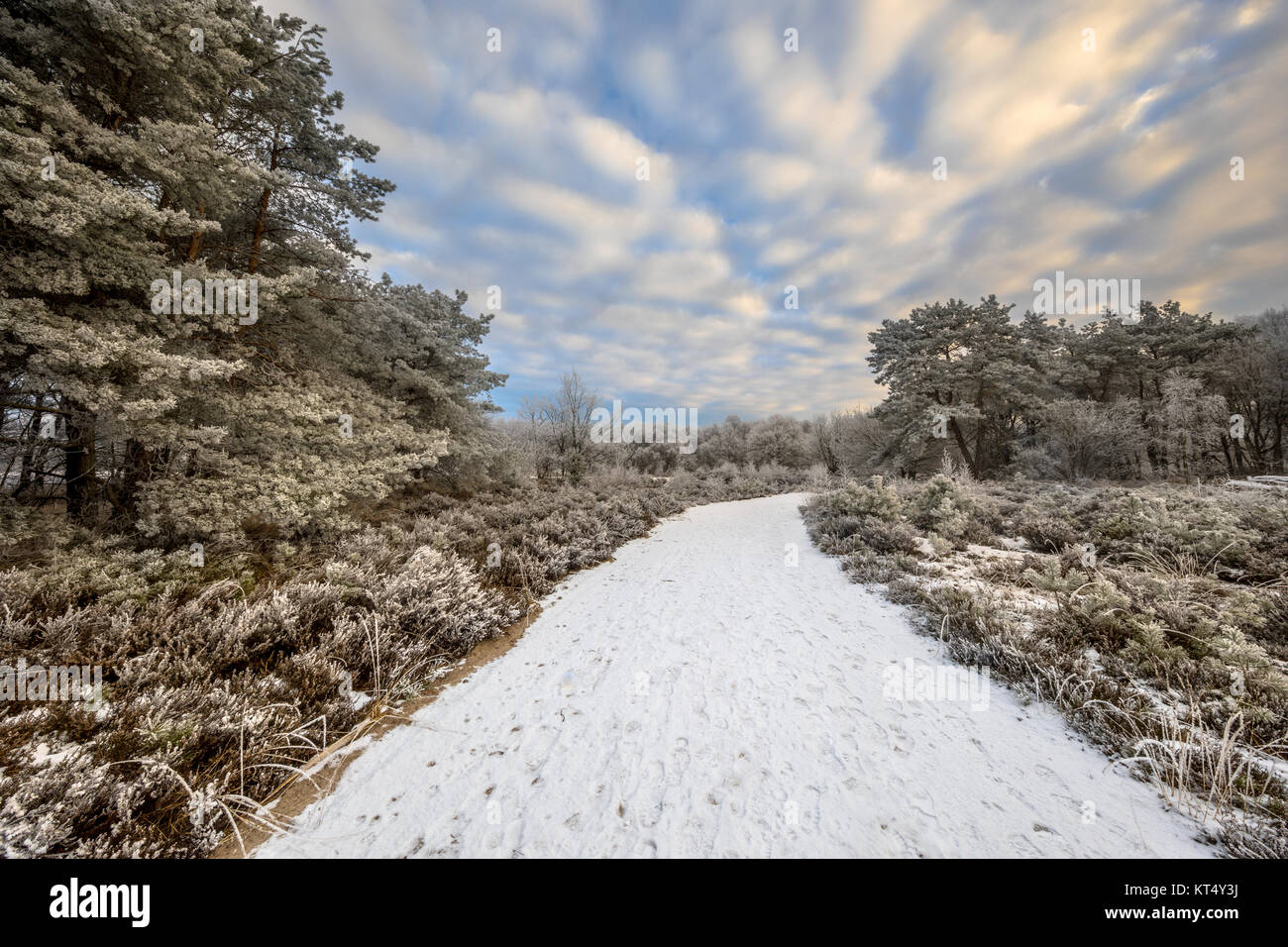 Natürliche Winter wald landschaft mit Schnee und Raureif auf Gras und Bäume im Baggelhuizen Naturschutzgebiet in Assen, Drenthe Stockfoto