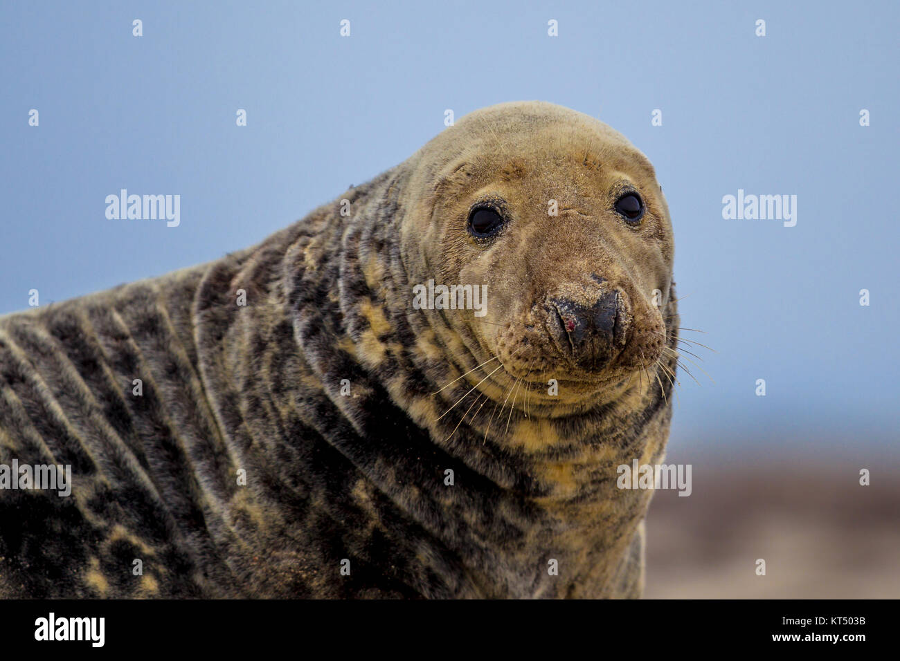 Porträt der Kegelrobbe (Halichoerus grypus) am Strand mit Blick auf das Meer im Hintergrund Stockfoto
