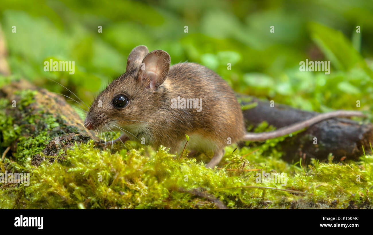 Cute Wild Holz Maus (APODEMUS SYLVATICUS) Wandern auf dem Waldboden mit üppigen grünen Vegetation Stockfoto