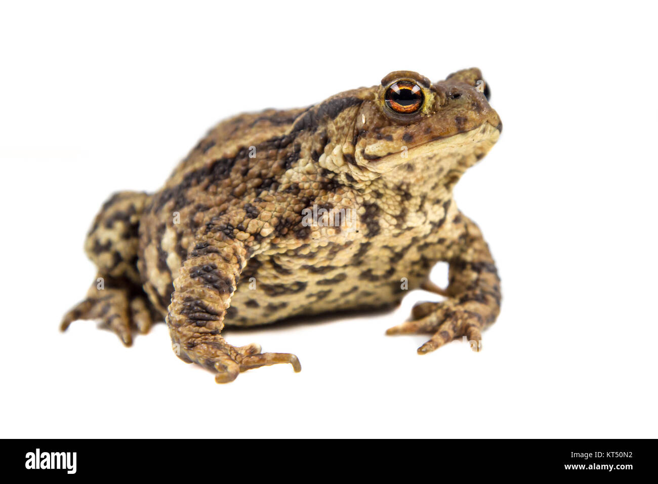 Europäische Erdkröte (Bufo bufo) auf weißem Hintergrund Stockfoto