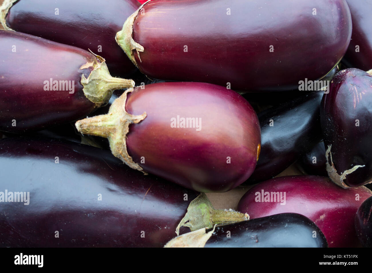 Aubergine große eiförmige Früchte, als ein Gemüse gegessen. dunkel lila Haut, Familie der Nachtschattengewächse Stockfoto