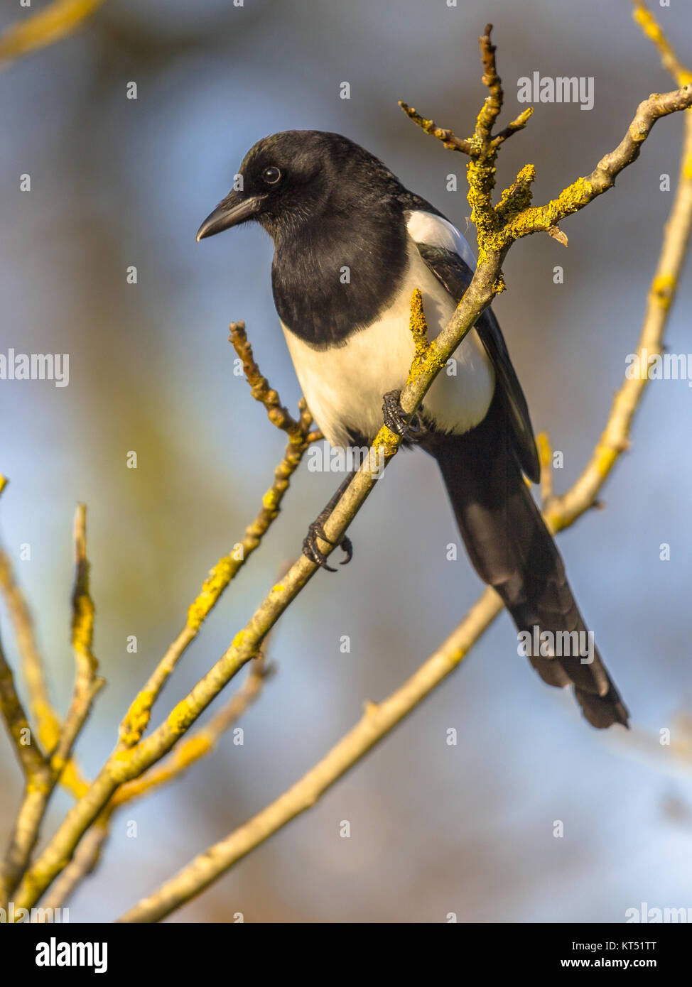 Wilde Vögel Stockfoto