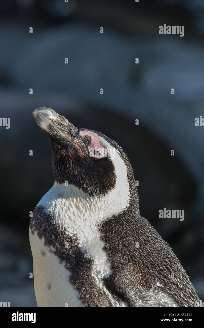 Afrikanische Pinguin Kolonie Stockfoto