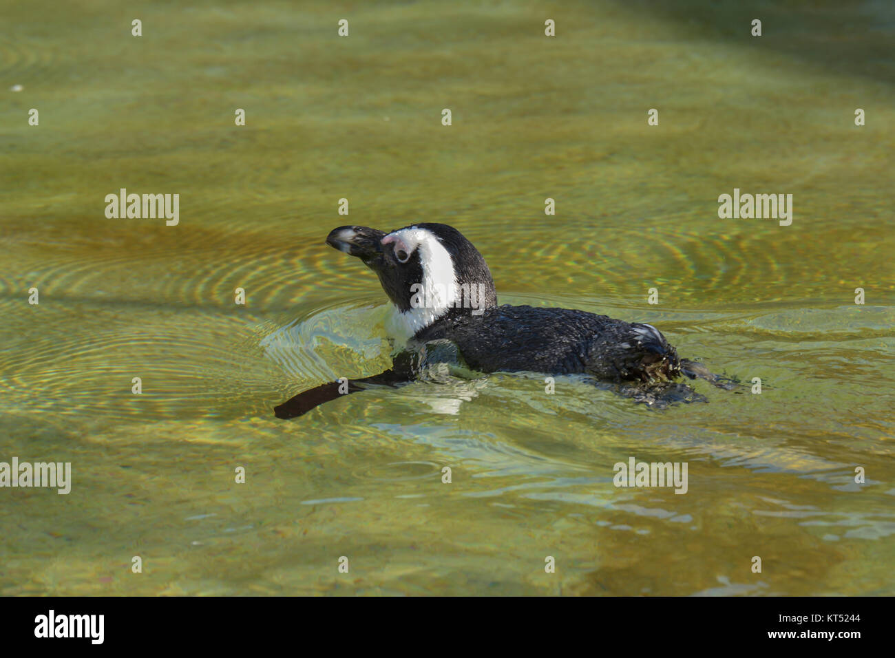 Afrikanische Pinguin Kolonie Stockfoto