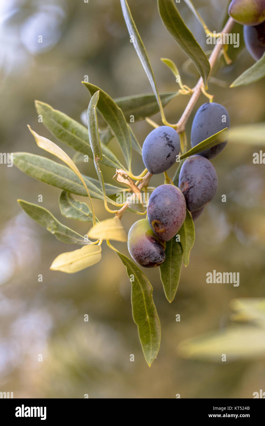 Detail der Gruppe schwarze Oliven auf Olivenbaum (Olea europaea) auf