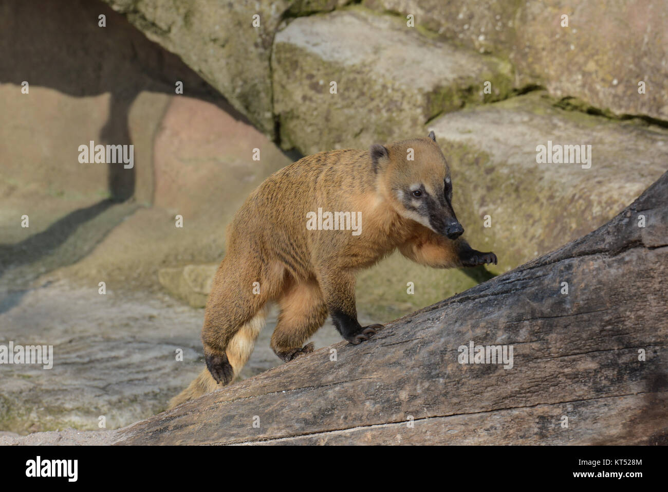 Nasenbär im Zoo Stockfoto