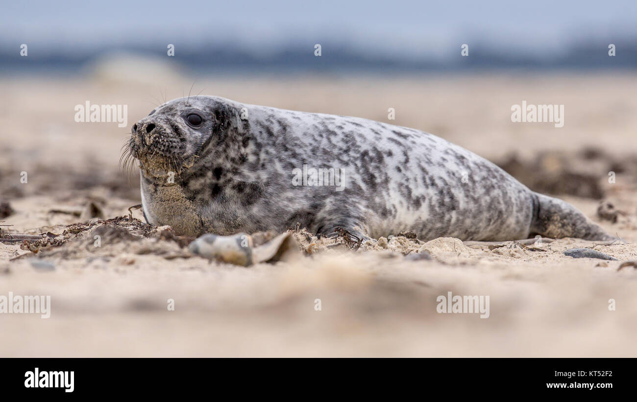Seehund (Phoca vitulina) Seitenansicht eines Tieres schauen neugierig in die Kamera beim Liegen am Strand mit Blick auf das Meer im Hintergrund Stockfoto
