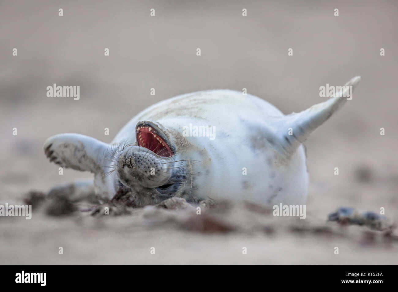 Baby Seehund Phoca Vitulina Vor Lachen Laut In Sand Am Strand