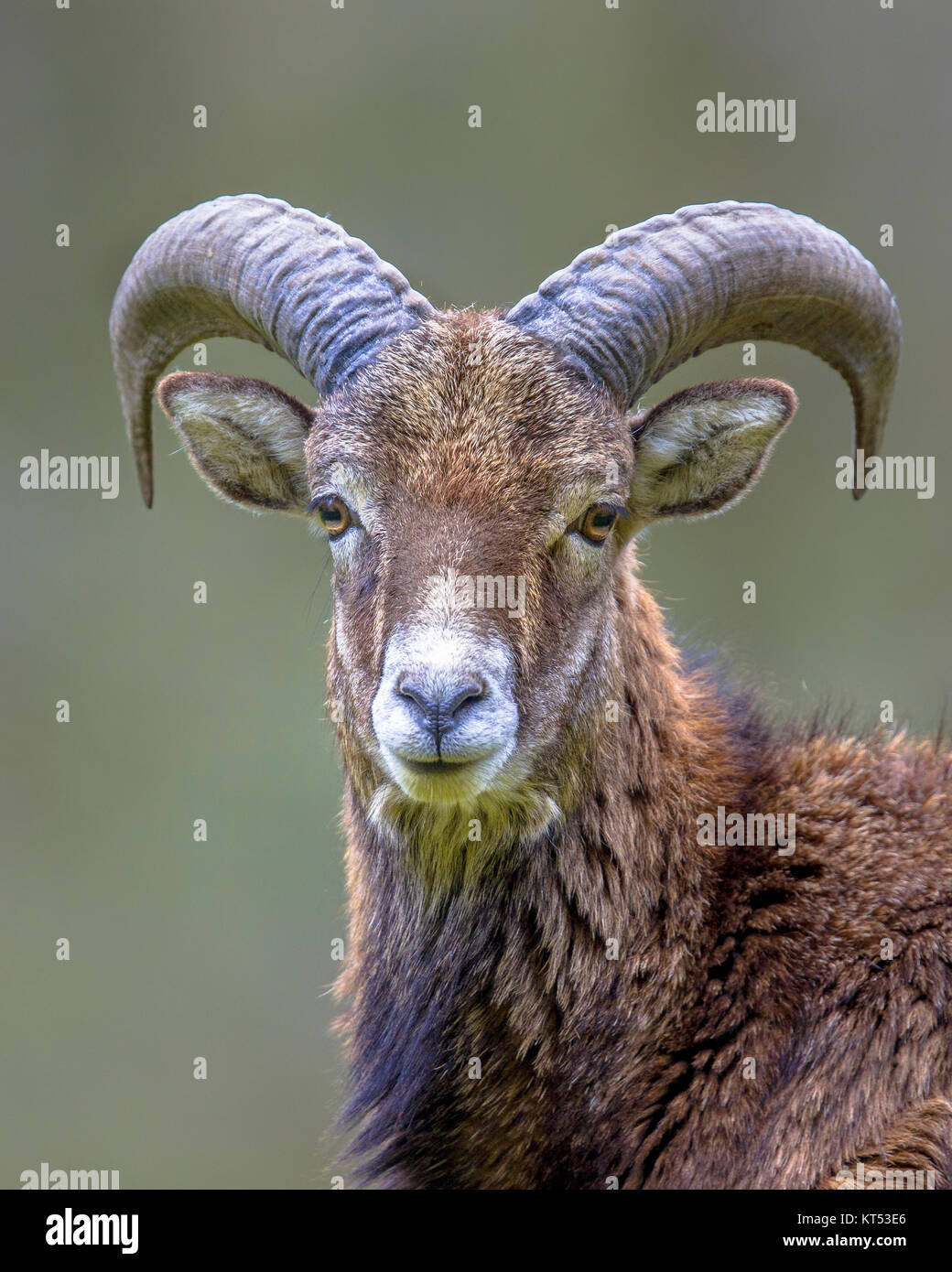 Portrait von Frontalansicht des männlichen Mufflon (Ovis gmelinii) Schaf Stehend auf einem Hügel im Wald und Kamera mit Augenkontakt Stockfoto