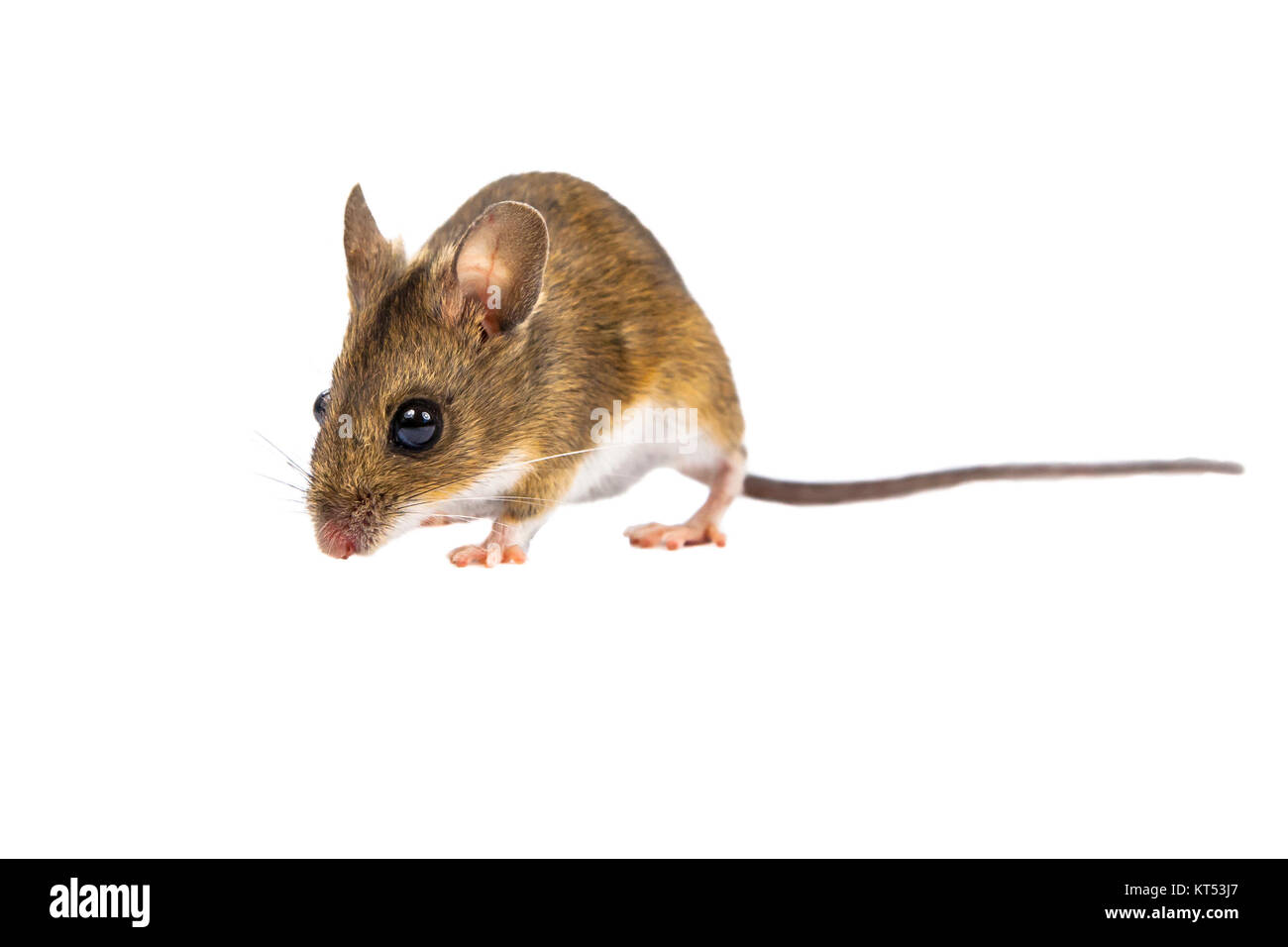 Walking Feld Maus mit niedlichen braunen Augen schauen in die Kamera auf weißem Hintergrund Stockfoto