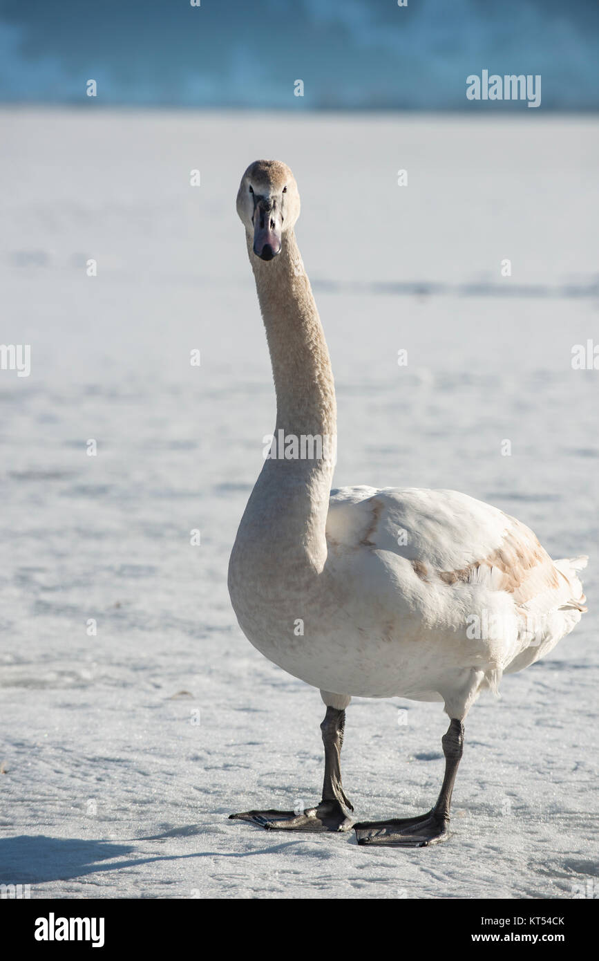 Ein Schwan steht auf dem Eis und blickt neugierig in die Kamera. Stockfoto