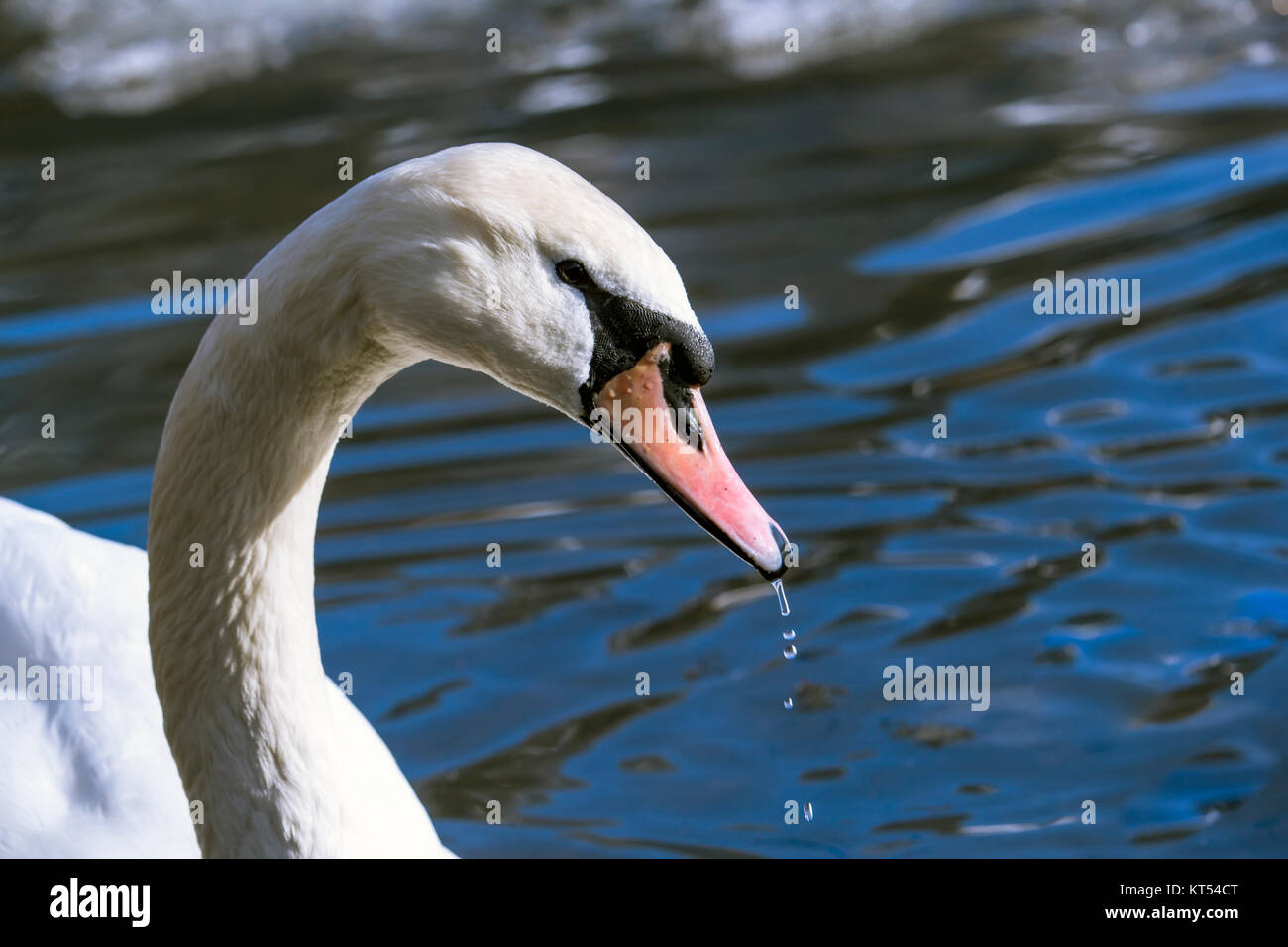 Porträt des Kopfes eines Schwans in Nahaufnahme Stockfoto