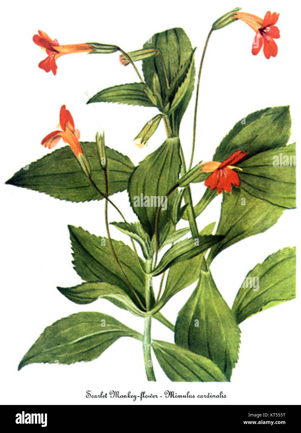 Dieses Kunstwerk von Mary Vaux Walcott zeigt *Mimulus cardinalis*, eine blühende Pflanzenart, die allgemein als Scharlachaffenblume bekannt ist. Walcotts botanische Illustration zeigt die detaillierte Struktur und die leuchtende rote Farbe der Pflanze. Stockfoto
