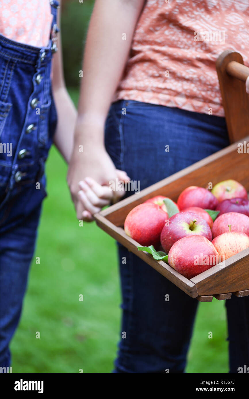 Mutter und Tochter halten sich an den Händen sammeln Äpfel aus biologischem Obst Baum auf einer kleinen Holding, selektiver Fokus und bokeh Hintergrund Anzeige Kopie sp Stockfoto