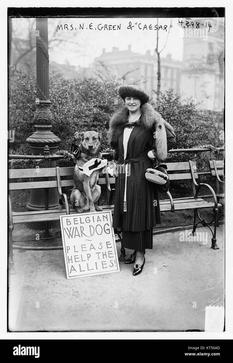Frau N. E. Grün & Caesar (Belgische Krieg Hund) (23722387962) Stockfoto