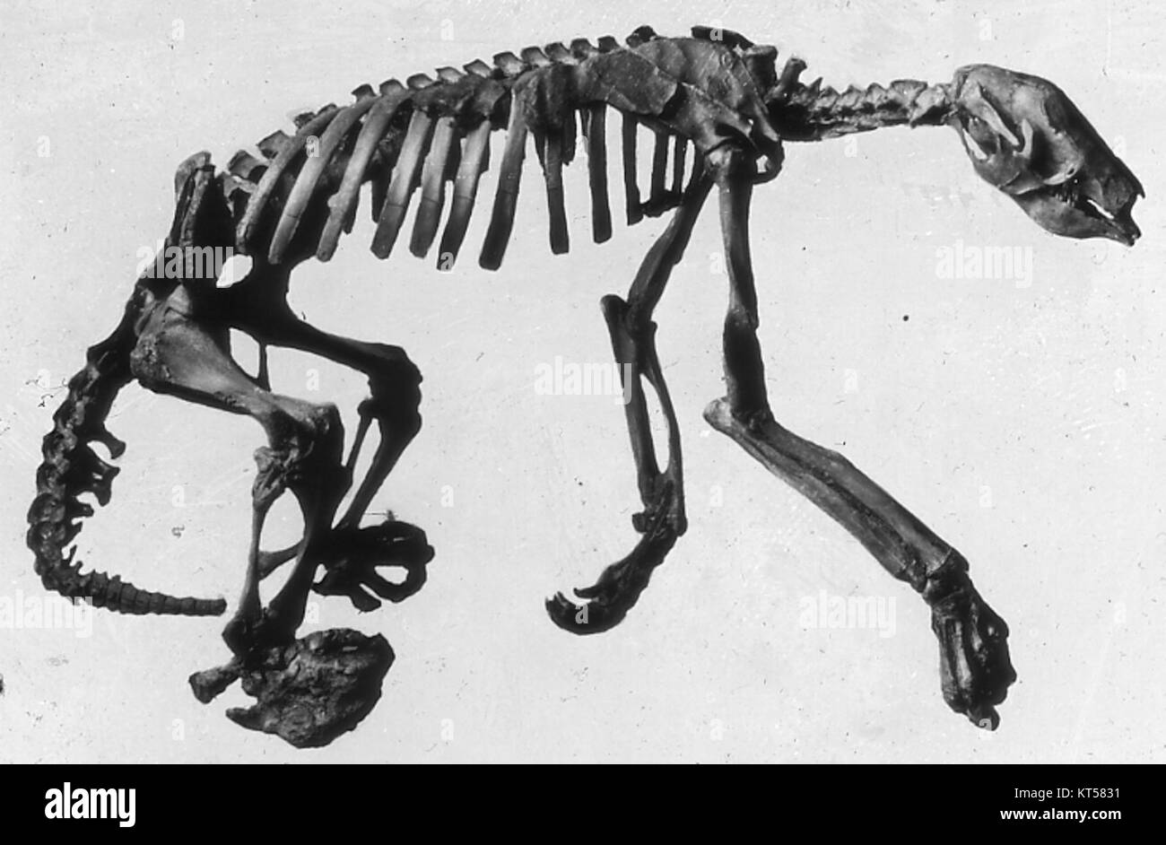 Der Nothrotheriops ist eine ausgestorbene Gattung von Bodenfaultieren aus dem pleistozänen Zeitalter. Das Skelett bietet wertvolle Einblicke in die Größe, Struktur und Bewegung dieser alten Kreaturen. Stockfoto