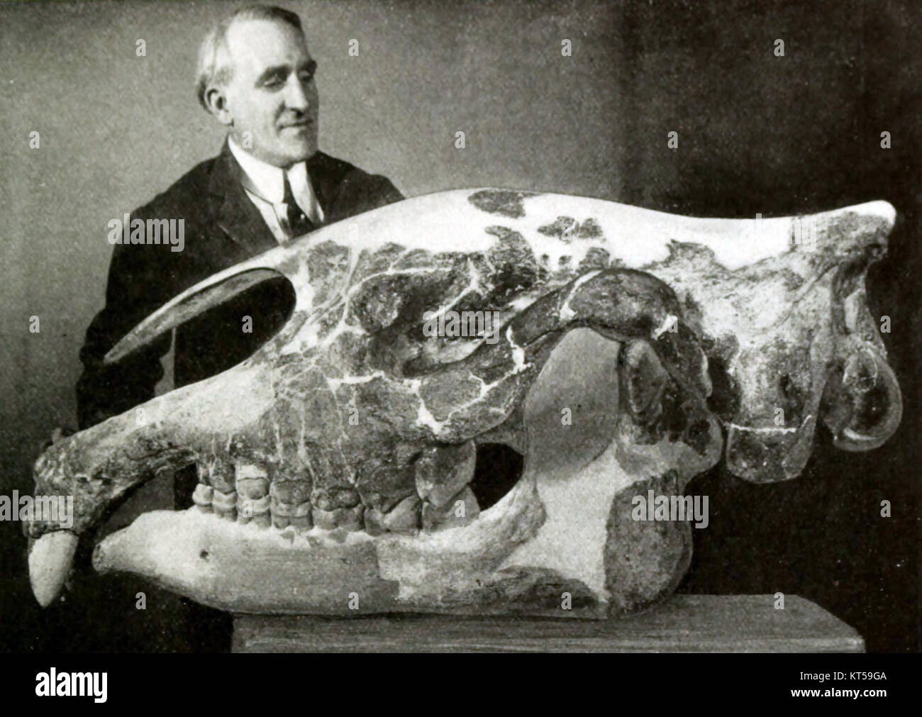 Der Schädel von Paraceratherium transouralicum, einer ausgestorbenen Gattung hornloser Nashörner, bietet wertvolle Einblicke in die prähistorische Megafauna. Diese Art wanderte während des Oligozäns, gekennzeichnet durch ihre enorme Größe und ihre einzigartigen Eigenschaften. Stockfoto